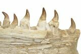 Mosasaur Jaw (Mandible) Section with Thirteen Teeth - Morocco #195778-2